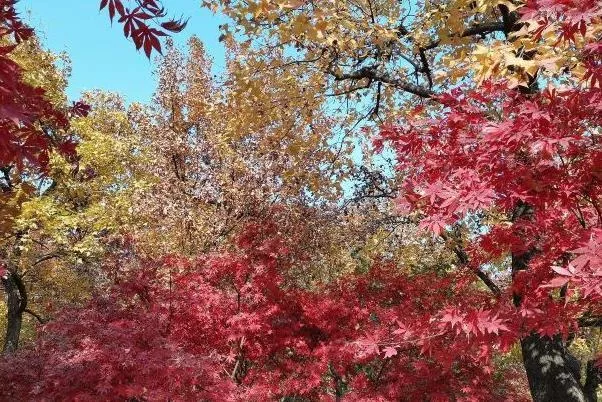 2021天平山紅楓最佳時(shí)間 天平山紅楓觀賞打卡地推薦