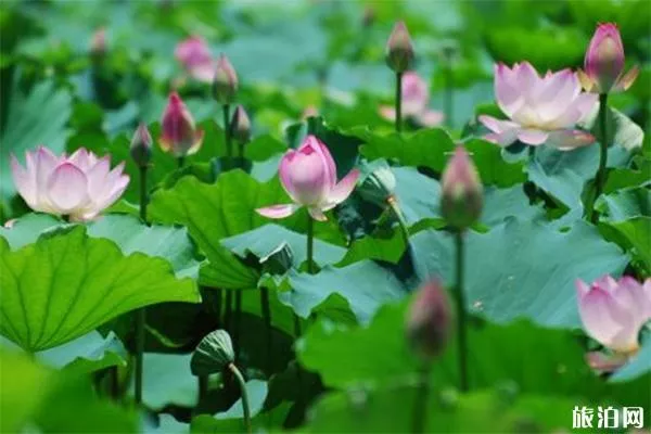 五月洪湖公園荷花開始開放嗎 附賞花時間