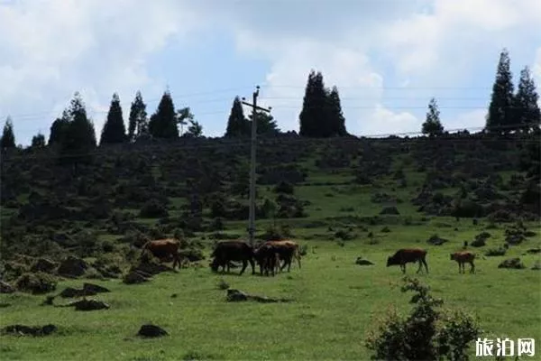 重慶千野草場(chǎng)簡(jiǎn)介 在哪里-游玩攻略