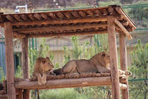 武漢森林野生動物園開業(yè)了嗎 門票多少錢