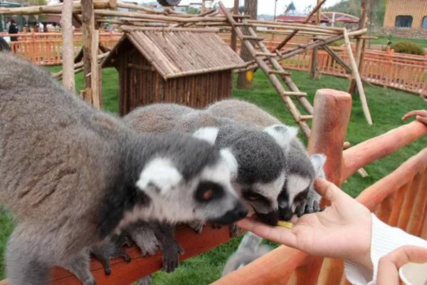 武漢森林野生動物園開業(yè)了嗎 門票多少錢