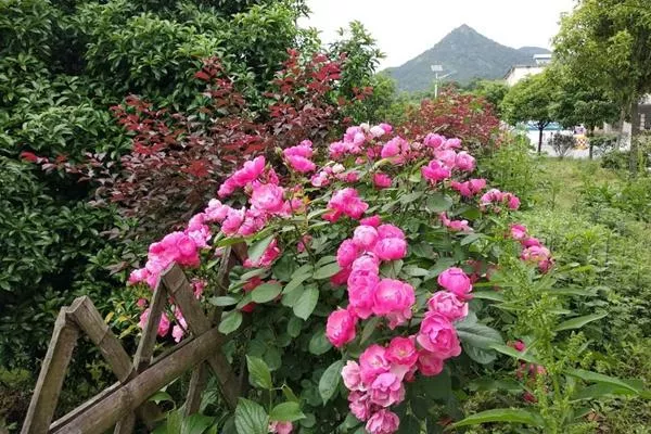 燕兒谷景區(qū)要門票嗎?門票多少錢?