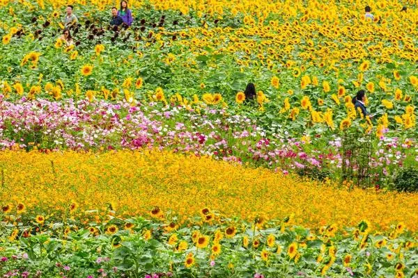 湖南省森林植物園游玩攻略 附景點介紹