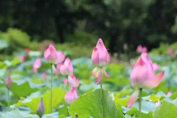 2022三水荷花世界游玩攻略 附門(mén)票價(jià)格及煙花秀時(shí)間