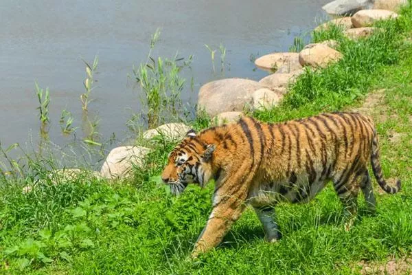 秦皇島野生動物園游玩攻略 附門票價格及表演時間