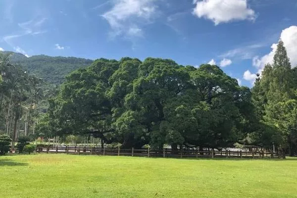 福州國家森林公園開放時(shí)間最新