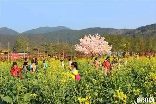 佛山高明盈香生態(tài)園油菜花什么時候開