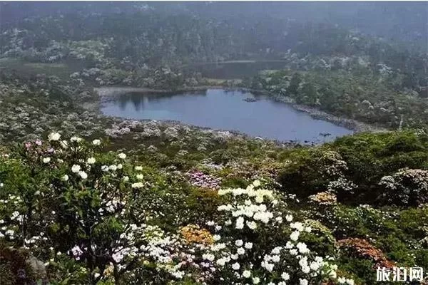 麗江老君山杜鵑花介紹 什么時候開