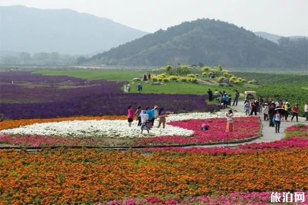 七孔橋花海介紹 什么時(shí)候去游玩最好