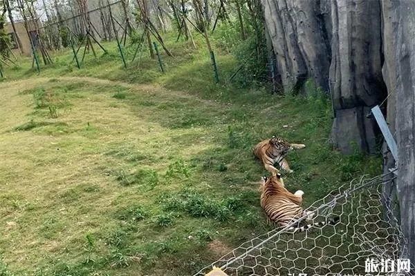 南通森林野生動(dòng)物園有什么好玩的項(xiàng)目 分為幾區(qū)