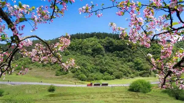 武隆區(qū)春游踏青好去處推薦 賞花、摘草莓等玩法都有哦