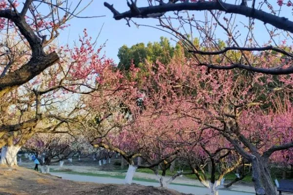 上?？疵坊ㄈツ膫€(gè)公園最好