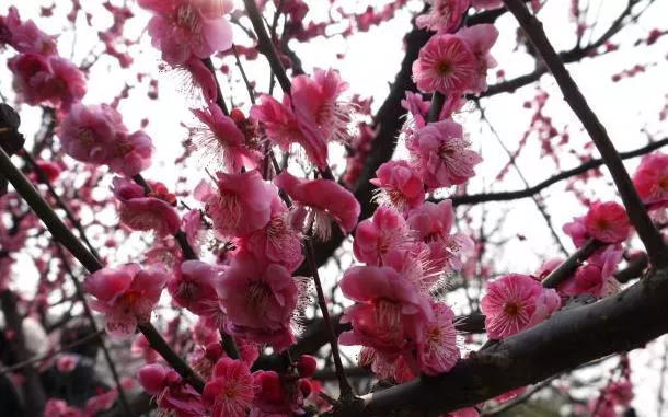 上海看梅花去哪個(gè)公園最好