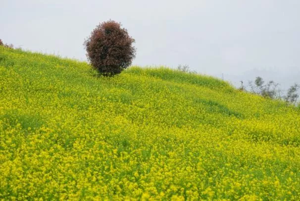 重慶春天賞花的有哪些地方