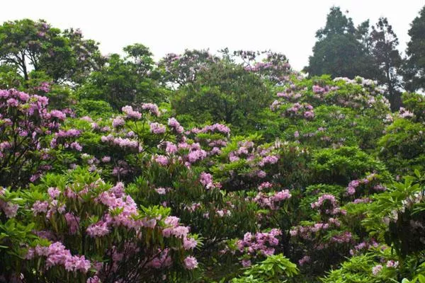 大連春天賞花的地方 八大最佳觀賞地